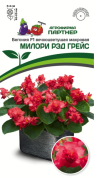 Бегония Милори рэд Грэйс F1, 5шт., Партнер
