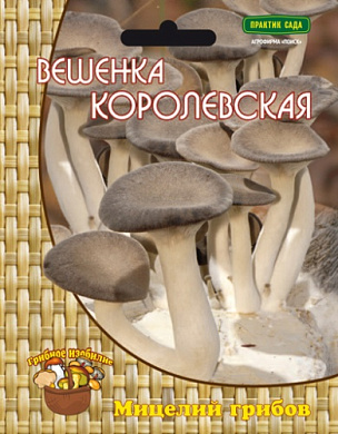 Вешенка королевская, 12шт., Поиск