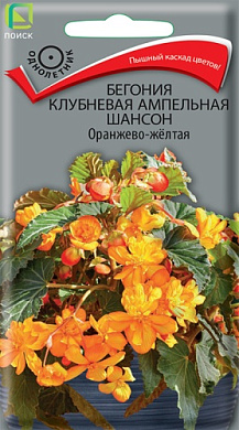Бегония Шансон оранжево-желтая, 10шт., Поиск