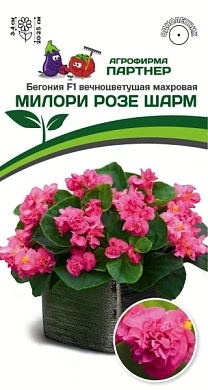 Бегония Милори розе шарм F1, 5шт., Партнер
