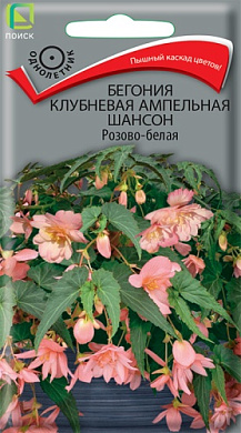 Бегония Шансон розово-белая, 10шт., Поиск