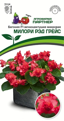 Бегония Милори рэд Грэйс F1, 5шт., Партнер