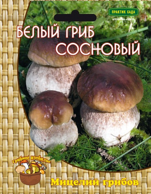 Белый гриб сосновый (мицелий), 60мл., Поиск